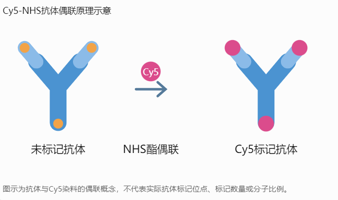 Cy5-NHS用于抗体标记时的荧光标记度控制：偶联反应机制、关键影响因素及优化策略