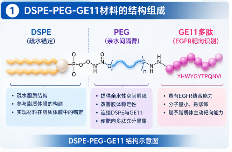 DSPE-PEG-GE11在EGFR靶向脂质体中的应用配图