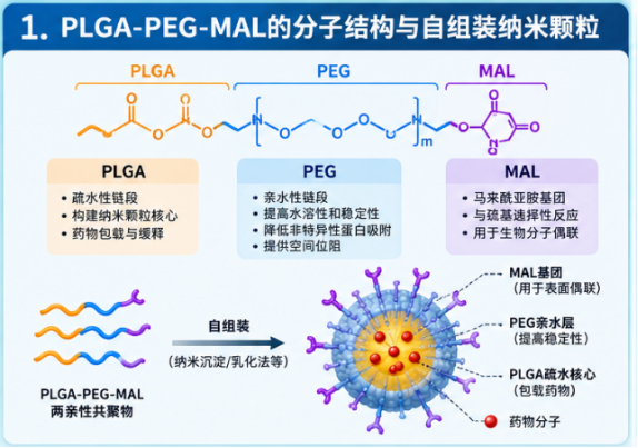 PLGA-PEG-MAL在聚合物纳米颗粒表面偶联中的应用配图