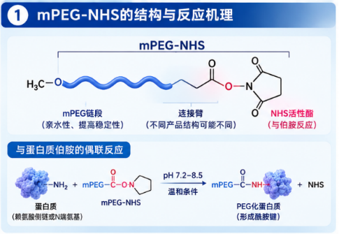 mPEG-NHS水解对蛋白PEG化反应效率的影响配图