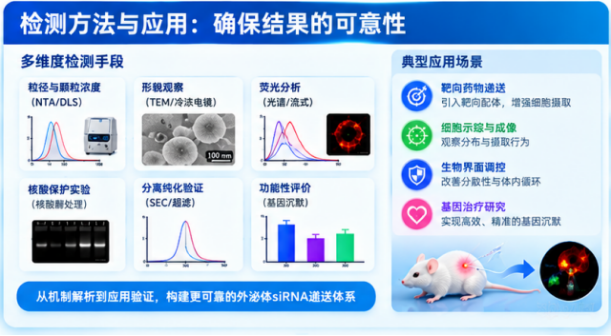 siRNA电穿孔装载外泌体