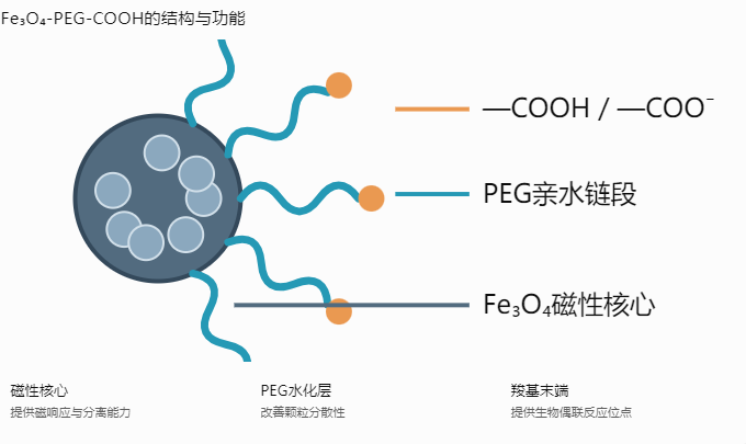 Fe₃O₄-PEG-COOH