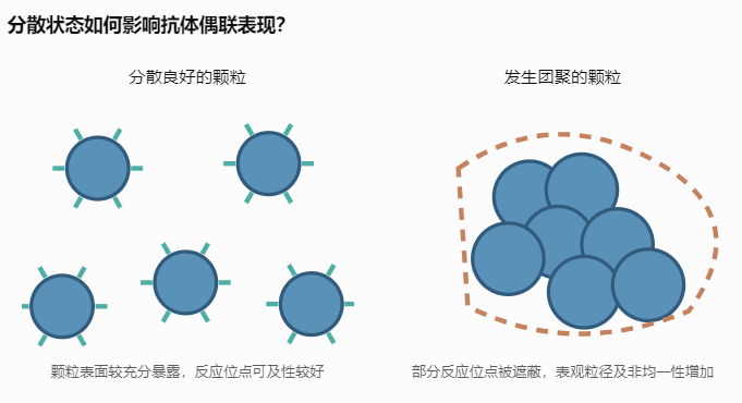分散状态如何影响抗体偶联表现?