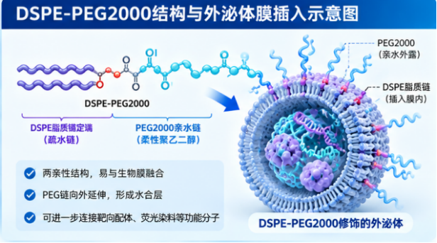DSPE-PEG2000脂质插入法修饰外泌体膜的关键因素配图