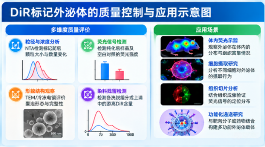 DiR荧光标记材料