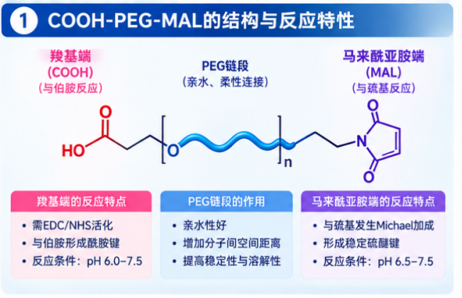 COOH-PEG-MAL双端基偶联中的反应顺序选择配图