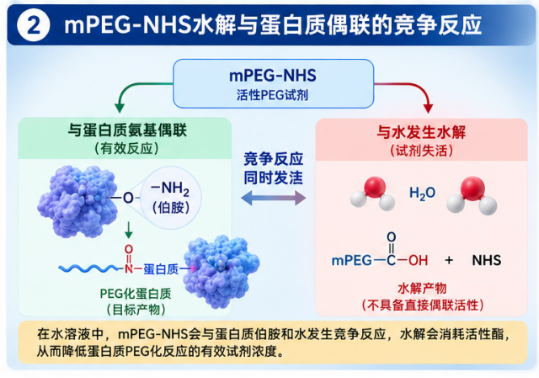 mPEG-NHS水解对蛋白PEG化反应效率的影响