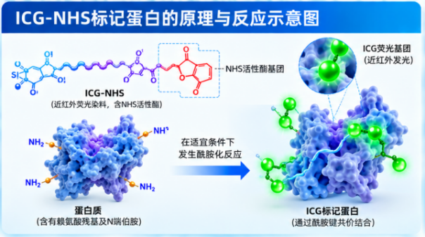 ICG-NHS标记蛋白的染料与蛋白比例选择：偶联效率、荧光性能及实验优化策略配图