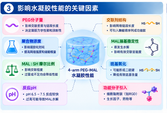 4-arm PEG-MAL构建巯基交联水凝胶的关键因素