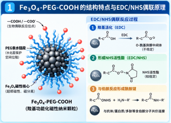 Fe₃O₄-PEG-COOH在EDC/NHS偶联中的分散稳定性问题配图
