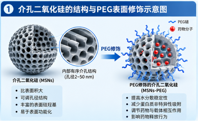 介孔二氧化硅表面PEG修饰对药物释放的影响配图