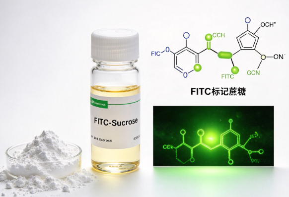 FITC-Sucrose，FITC标记蔗糖 R-213988