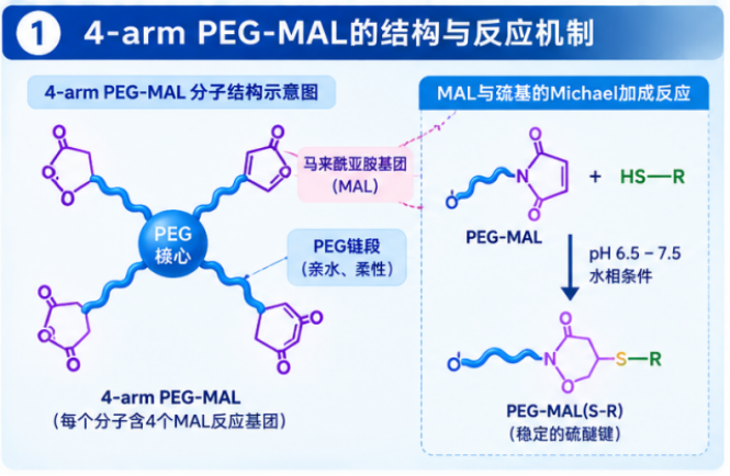 4-arm PEG-MAL