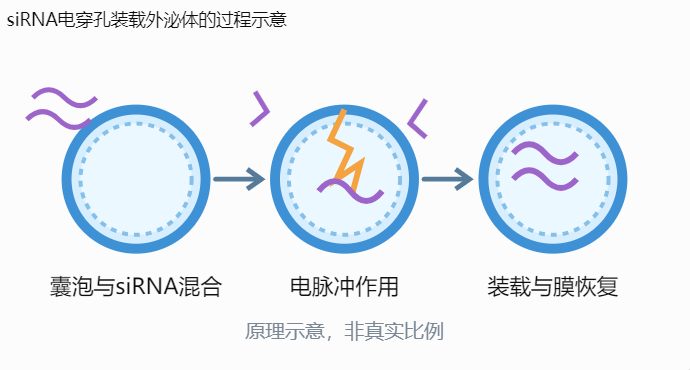 siRNA电穿孔装载外泌体的过程示意