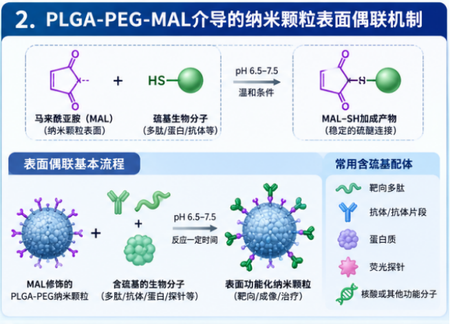 PLGA-PEG-MAL