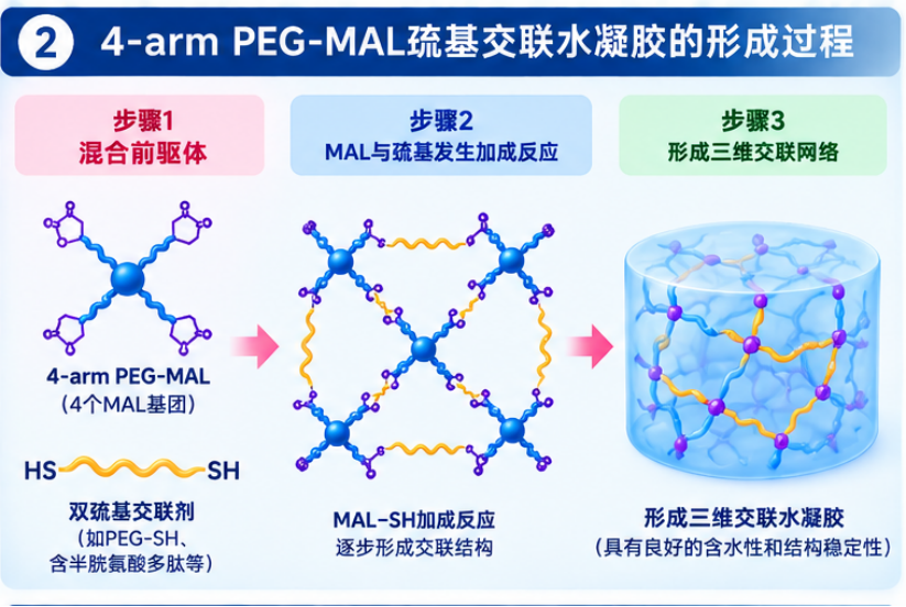 4-arm PEG-MAL