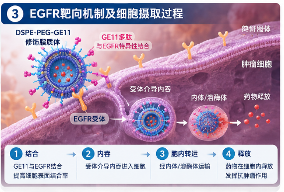 mPEG-NHS水解对蛋白PEG化反应效率的影响