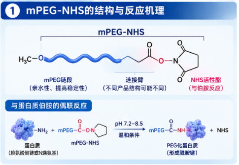 mPEG-NHS水解对蛋白PEG化反应效率的影响