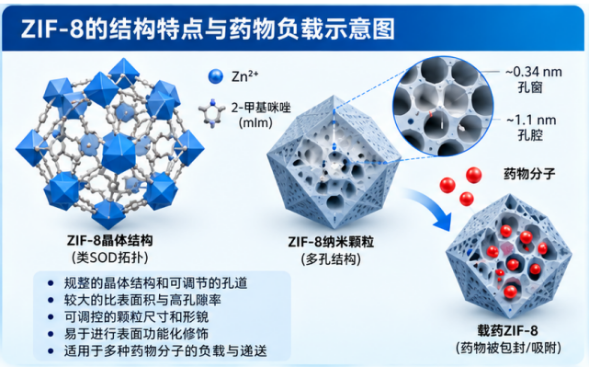 ZIF-8在酸性环境中的结构变化与药物释放行为配图