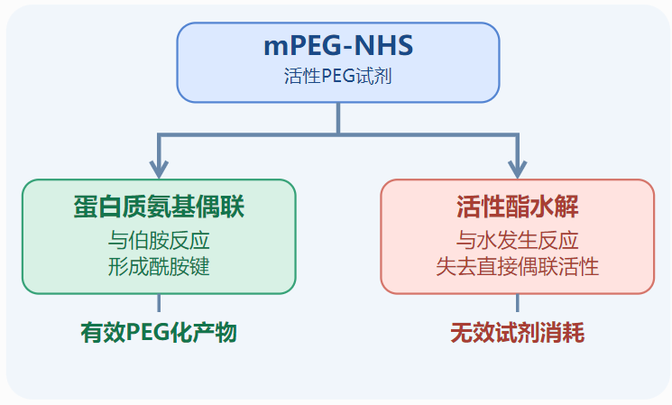 mPEG-NHS蛋白质偶联与水解竞争反应示意图