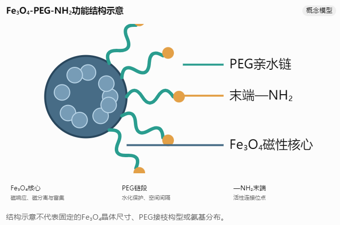 Fe₃O₄-PEG-NH₂表面氨基密度与抗体偶联效率的关系