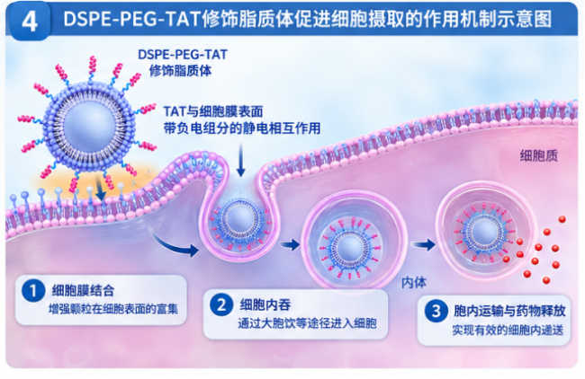 DSPE-PEG-TAT修饰密度对脂质体细胞摄取的影响