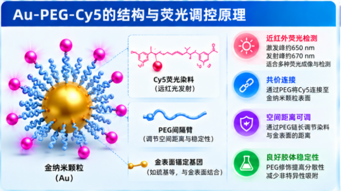 Au-PEG-Cy5
