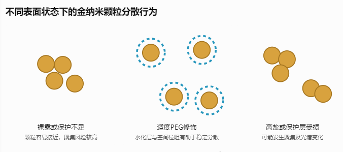 不同表面状态下的金纳米颗粒分散行为