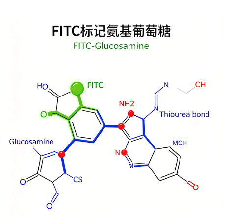 FITC标记氨基葡萄糖，FITC-Glucosamine R-477084