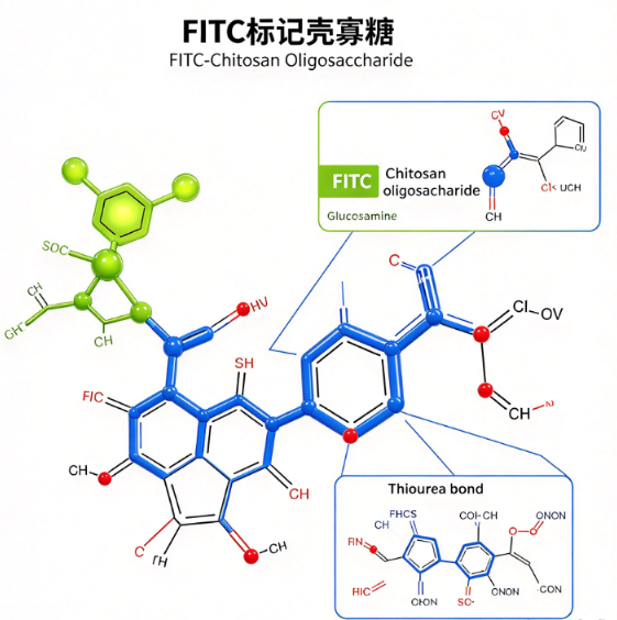 FITC标记壳寡糖，FITC-Chitosan Oligosaccharide R-287921