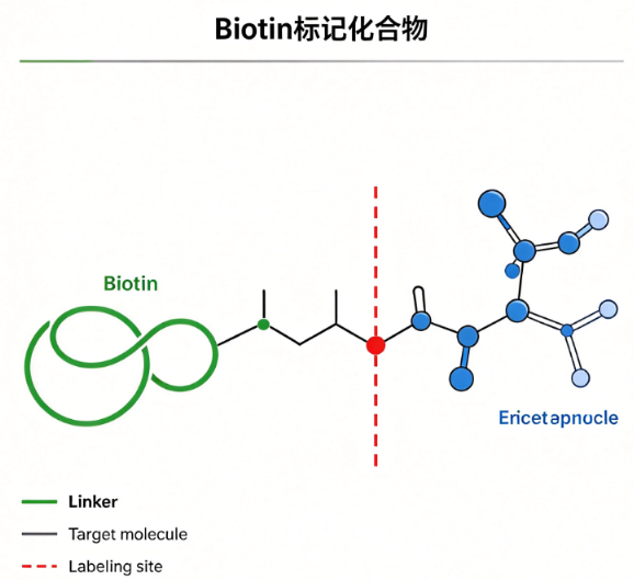 Biotin-Cytidine，生物素-胞苷修饰物 R-636670