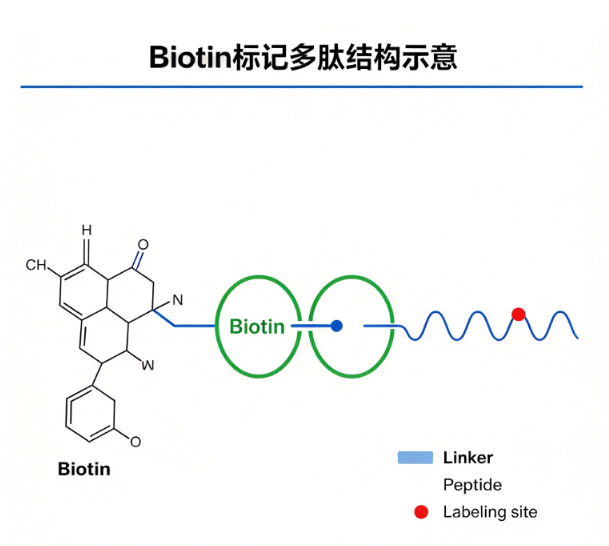Biotin-Choline，生物素-胆碱标记物 R-404921