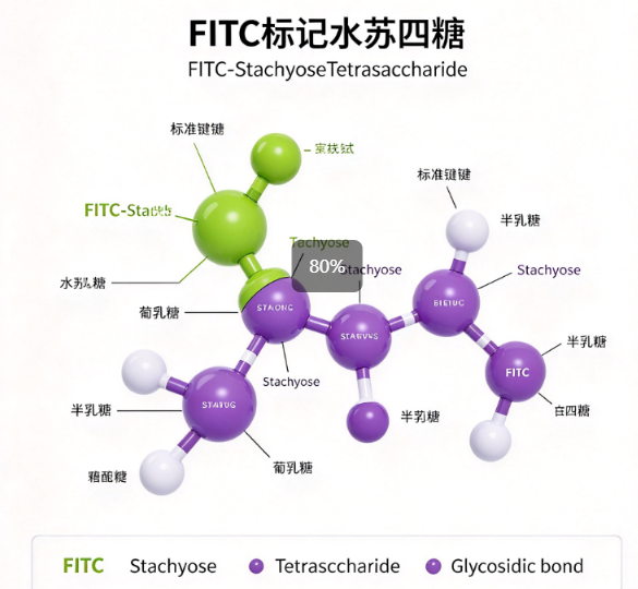 FITC标记水苏四糖，FITC-StachyoseTetrasaccharide R-323124
