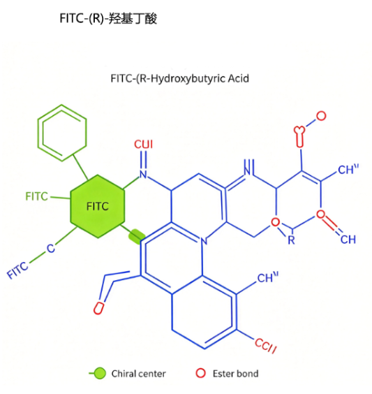 FITC-(R)-羟基丁酸，FITC- (R)-Hydroxybutyric Acid R-838189