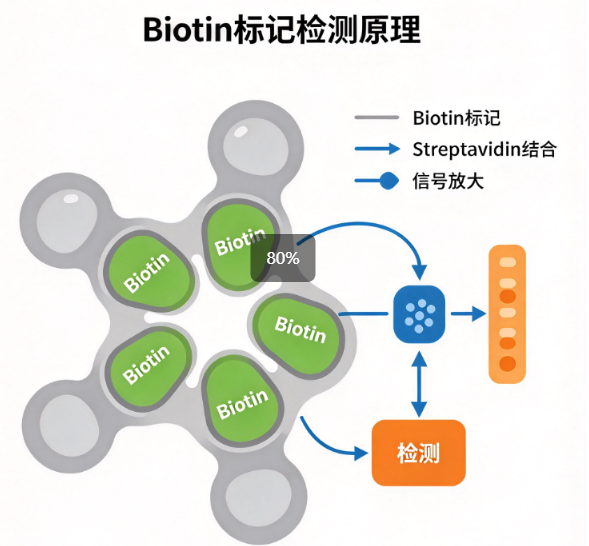 Biotin-Adenosine，生物素-腺苷偶联物 R-532686