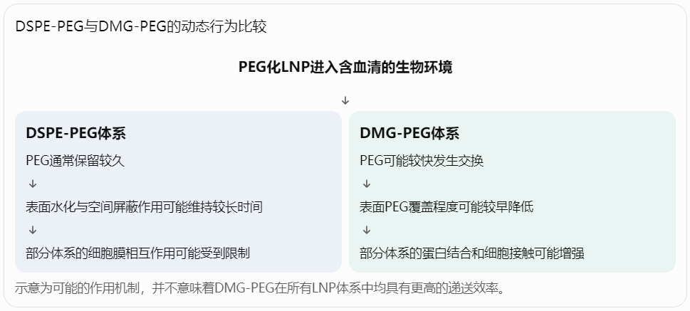 DSPE-PEG与DMG-PEG的动态行为比较