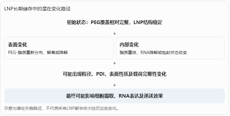 LNP长期储存中的潜在变化路径