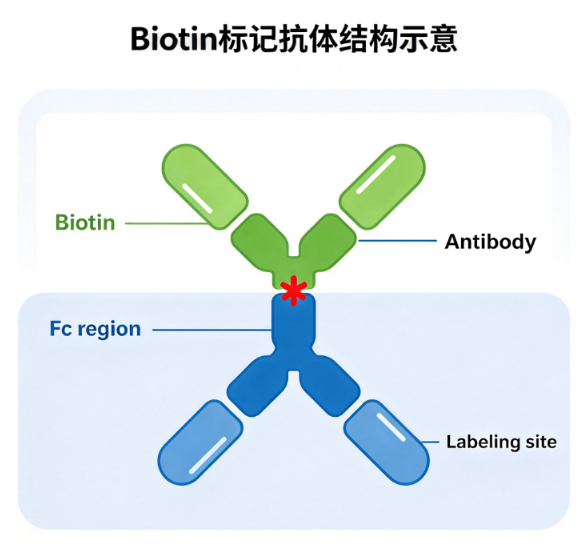 Biotin-Acetyl-L-carnitine，生物素标记乙酰肉碱 R-100243
