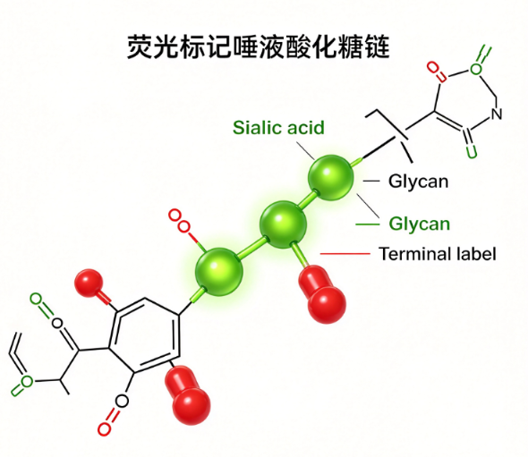 FITC-Cellulose，绿色荧光素FITC标记纤维素衍生物 R-899603
