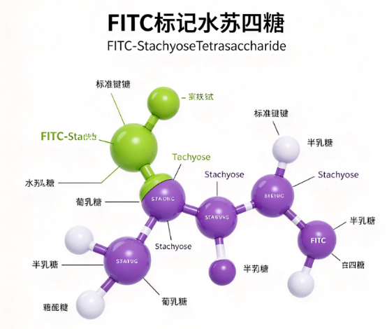 FITC标记水苏四糖，FITC-StachyoseTetrasaccharide R-200283