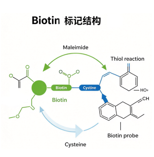 Biotin-Creatine，生物素-肌酸偶联物 R-139332