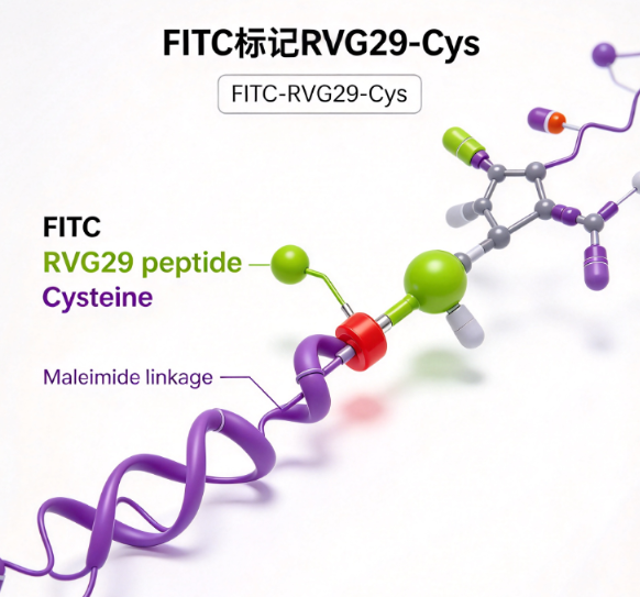 FITC-RVG29-Cys，荧光标记RVG29半胱氨酸肽 R-385816