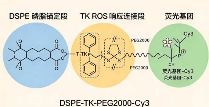 DSPE-TK-PEG2000-cy3；二硬脂酰1,2-二硬脂酰-sn-甘油-3-磷酸乙醇胺酰乙醇胺-硫缩酮-聚乙二醇-Cy3荧光染料 R-897766