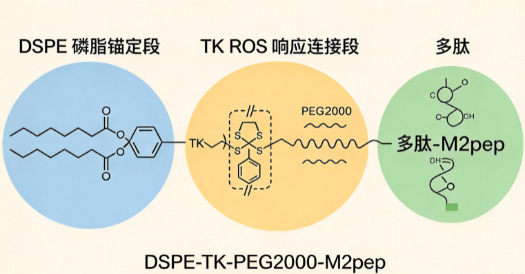 DSPE-TK-PEG2000-M2pep；1,2-二硬脂酰-sn-甘油-3-磷酸乙醇胺-硫缩酮-聚乙二醇-M2靶向肽 R-528411