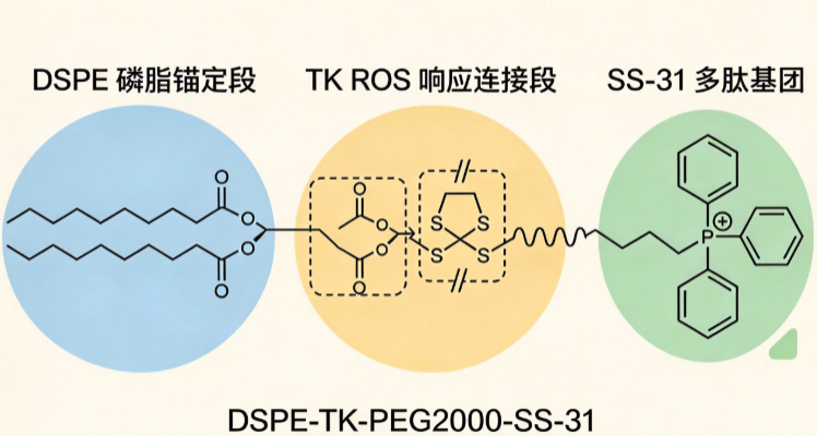 DSPE-TK-PEG2000-SS-31；1,2-二硬脂酰-sn-甘油-3-磷酸乙醇胺-硫缩酮-聚乙二醇-SS-31线粒体靶向肽 R-449700