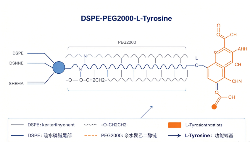 DSPE-PEG2000-L-酪氨酸,1,2-二硬脂酰-sn-甘油-3-磷酸乙醇胺-聚乙二醇-L-酪氨酸 R-670174