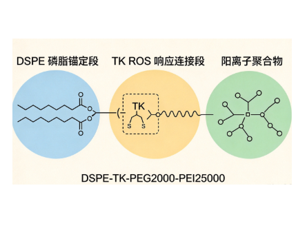 DSPE-TK-PEG2000-PEI25000；1,2-二硬脂酰-sn-甘油-3-磷酸乙醇胺-硫缩酮-聚乙二醇-聚乙烯亚胺 R-981747