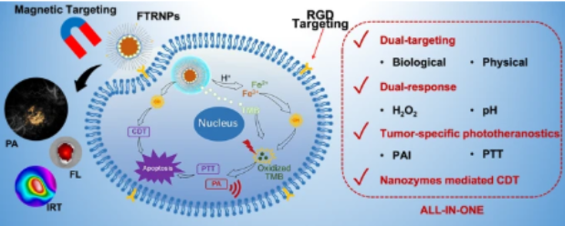 Dual-targeting nanozyme for tumor activatable photo-chemodynamic theranostics 配图