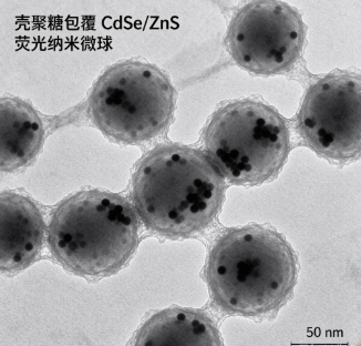 壳聚糖包覆CdSe/ZnS荧光纳米微球，CS@CdSe/ZnS QD R-922443
