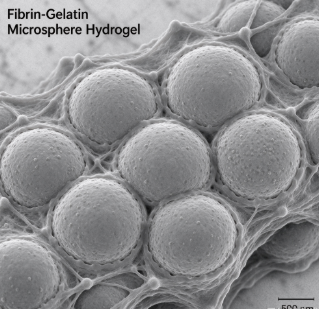纤维蛋白和明胶微球复合水凝胶，fibrin and gelatin microsphere composite hydrogel R-908006